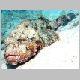 scorpionfish.html